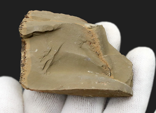 カンブリア爆発！高等生物の始祖の一つ、チェンジャン動物群