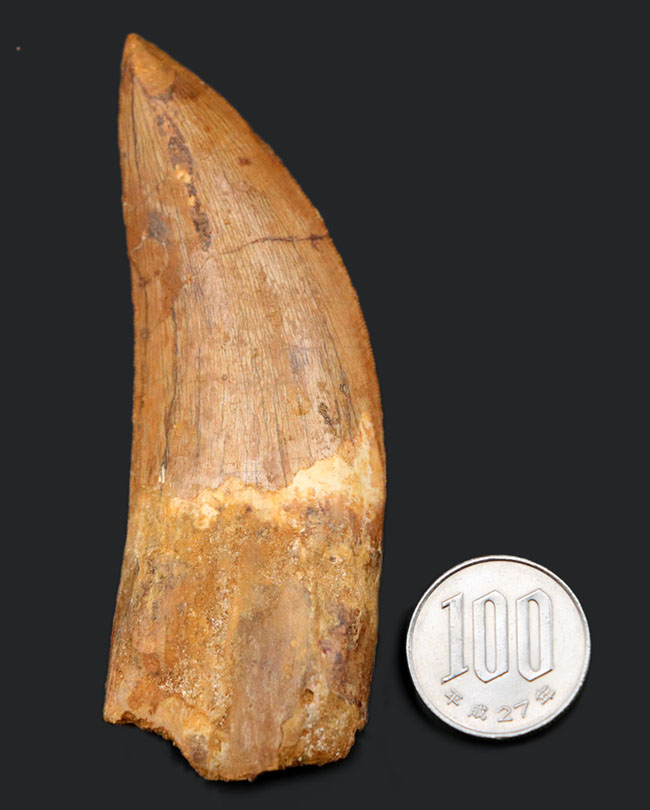恐竜の歯 [DS398] パロニコドン 化石 希少 レア 【公式通販】