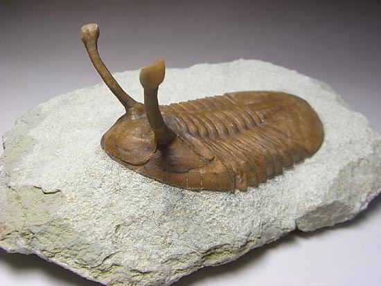 三葉虫化石アサフス触覚❣️