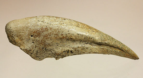 ニジェール アフロベナトル フットクロウ 化石 /ティラノサウルス