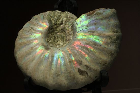 マダガスカルが誇る、七色ホワイトアンモナイト化石 アンモナイト 販売