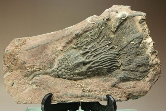 まるで海中を漂うかのようなウミユリ化石（Scyphocrinus elegans