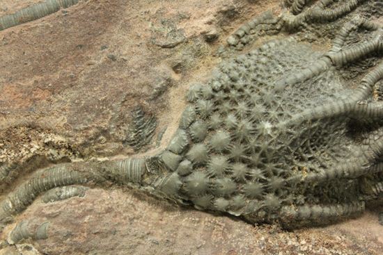 ウミユリの化石 296011 | mineralhonpo ウミユリ 化石 棘皮動物 重さ