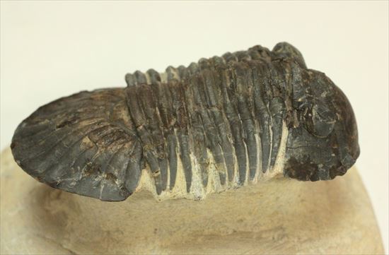 モロッコ産 三葉虫化石 モロッコ産 三葉虫化石 2P