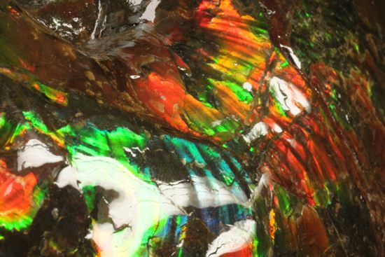 7色アンモライト完全体（カナダ・アルバータ州産） アンモナイト 販売