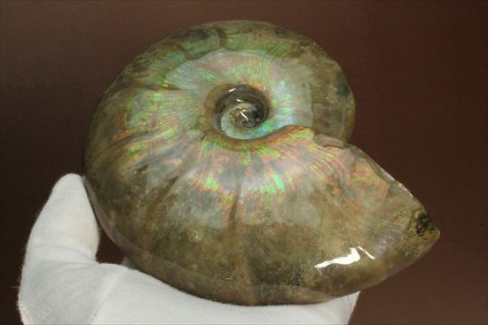 遊色のモンスター現る！！マダガスカル産巨大光るアンモナイト