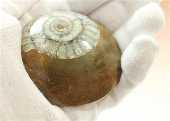 模様がきれい！古いタイプのアンモナイト、ゴニアタイトアンモナイト