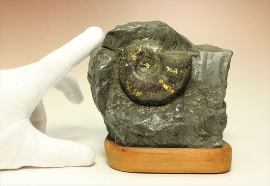 手頃なサイズ！パイライト化した北海道産アンモナイト アンモナイト 販売