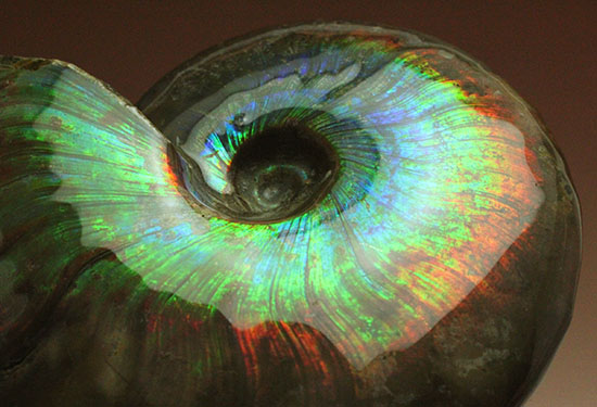 アンモナイトの化石 ベルギーで入手 a010-420(yh) 化石アンモナイト