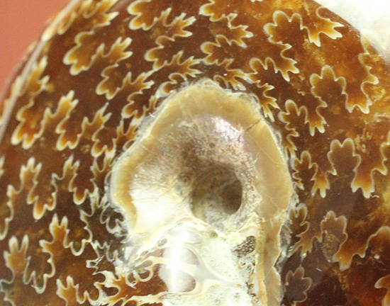 極美品 飴色の縫合線が見事なアンモナイトの女王 インターメディウム