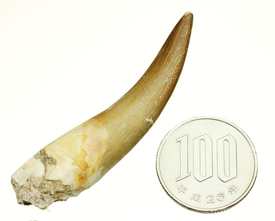 反り返る鋭い凶暴歯！首長竜プレシオサウルスの歯化石 化石 販売