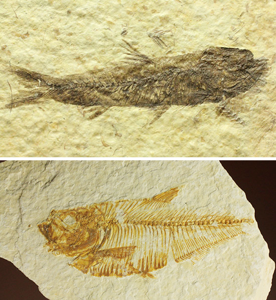 本格派！本物化石クリーニングに挑戦しませんか？5000万年前の魚化石を