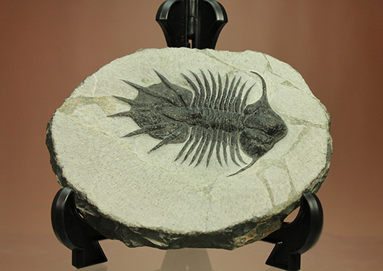 三葉虫 化石 Kainops 三葉虫化石Kainops