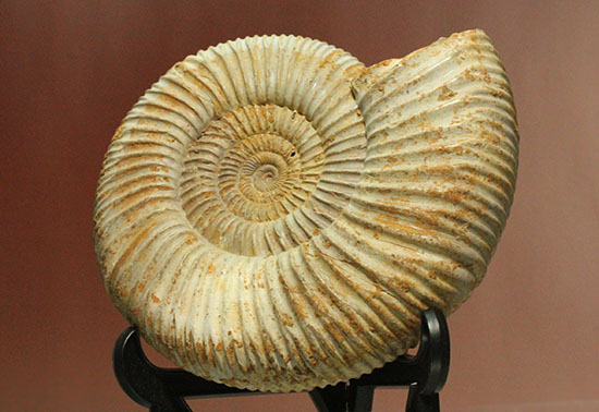 アンモナイト化石 【公式通販】