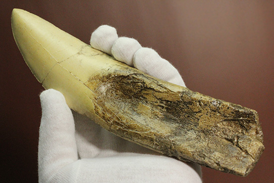 レプリカ】ギガノトサウルスのレプリカ歯 レプリカ 販売