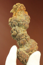 恐竜のウンチ化石、化石の通販・販売｜厳選した本物の恐竜のウンチ化石