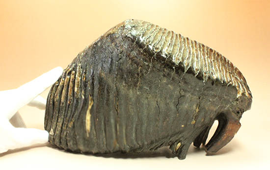 ド迫力！他を圧倒する魅力、サイズ、状態、そして深みのある色にご注目