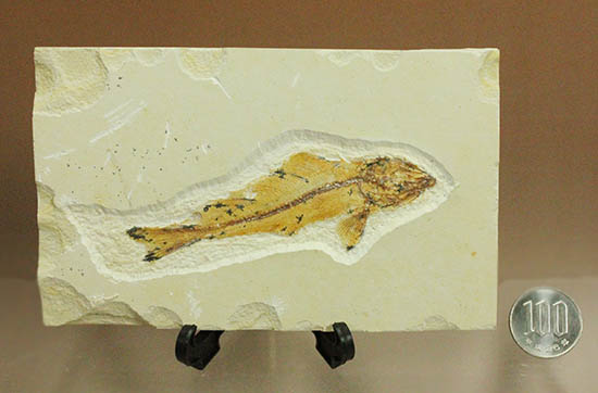 白亜紀初期でこれほどまでの保存状態は驚きの一言！モロッコ産魚化石