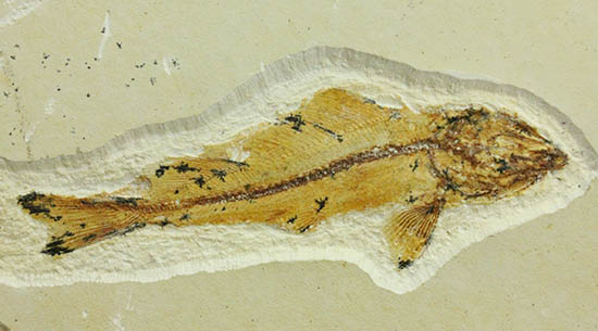 白亜紀初期でこれほどまでの保存状態は驚きの一言！モロッコ産魚化石