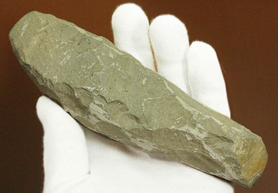 希少なブラジル・セアラ州産の古代魚の化石、ラコレピス 化石 販売