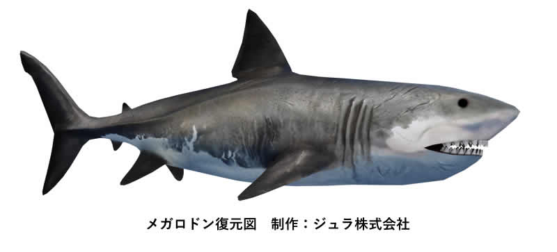 メガドロン 化石 歯 標本 鉱物 メガドロン 化石 歯 標本 鉱物 楽天市場