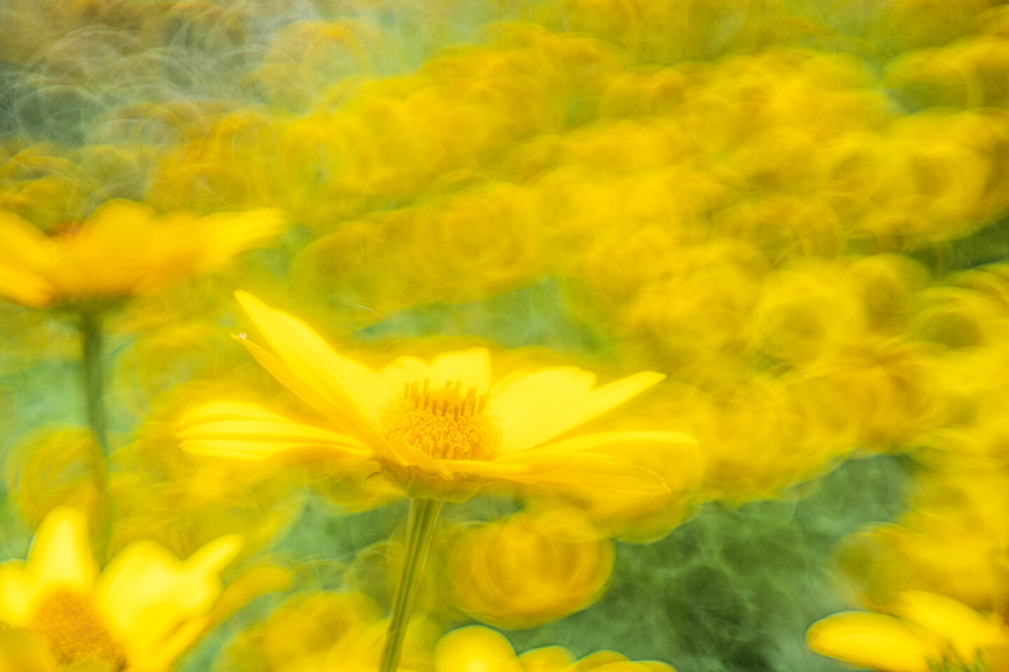 ジャンクレンズを超バブルボケソフトフォーカスレンズに改造「SMC