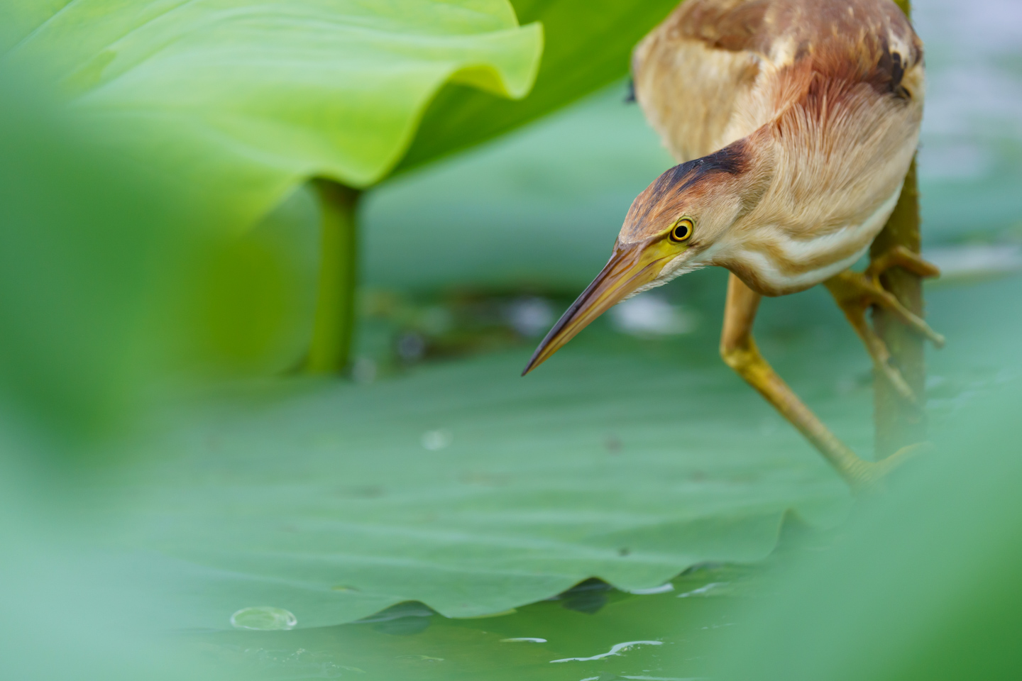 ソニー FE 200-600mm F5.6-6.3 G OSS レビュー｜野鳥撮影コスパ