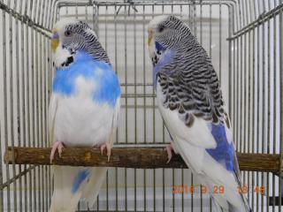 IN-2809 ジャンボセキセイインコ・パイド 当歳雄雌で | キットウココ