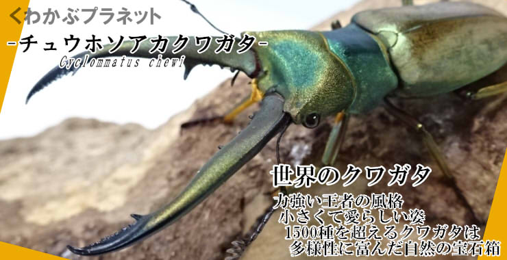 黒い宝石を散りばめたような大型のゴミダマ【標本】 驚異の標本箱 -昆虫-