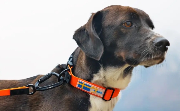 視認性の高いネオンカラーが映える丈夫な犬用首輪｜アクサエコ