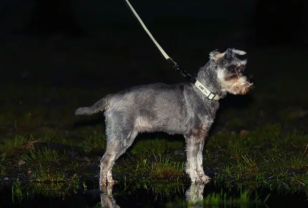 アクサエコ ギャラクシードッグリーシュ AXAECO（蓄光/光る犬用リード