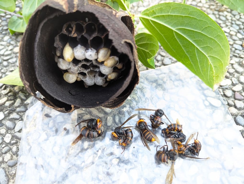 多気町｜【蜂の巣駆除専門】蜂に特化し研究を重ね創業30年の信頼と