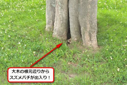 樹木の幹内部にハチが出入り！」【高槻市の蜂の巣駆除】2024/07/10