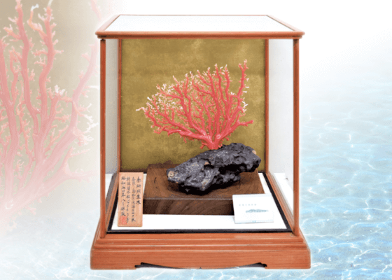 深海松 深海松 海松 計365g 31cm / 木石 ウミマツ サンゴ 黒珊瑚 天然