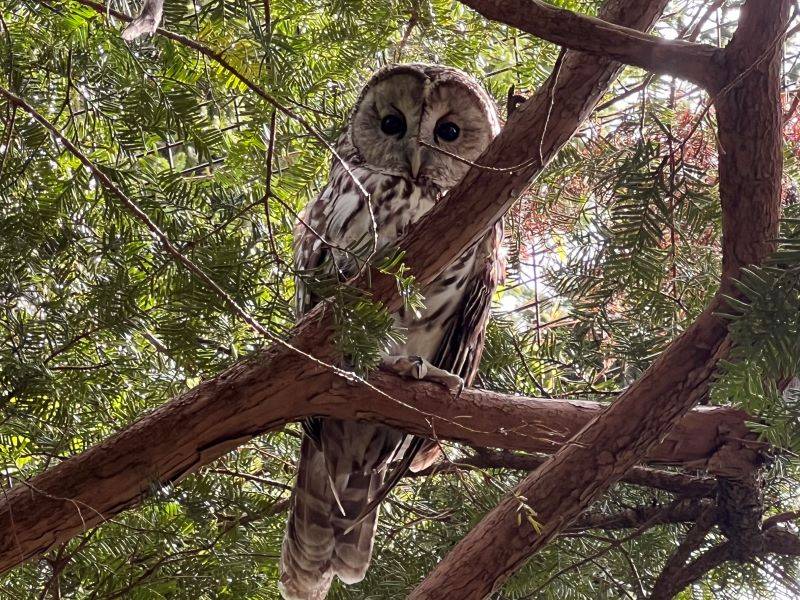 チャッピーを探せ！|飼育日誌｜ブログ|よこはま動物園ズーラシア公式