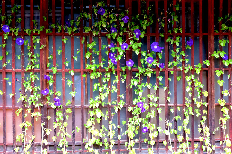 京都編〉第一話 清流に咲く夏の花 「醒井宿の梅花藻」 | 花の旅人 | 花
