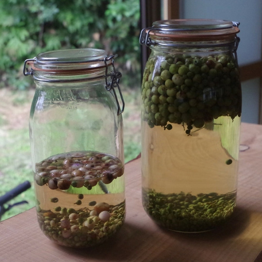 葉っぱ舎｜香川県高松市から自然栽培のウマブドウを全国へお届け