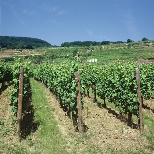 アルザス】ゲヴェルツトラミネール・特級畑・ランゲン・ド・タン・クロ