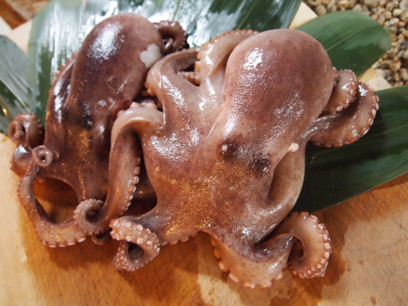 三原やっさタコ|チア！ひろしま 広島県産応援登録制度