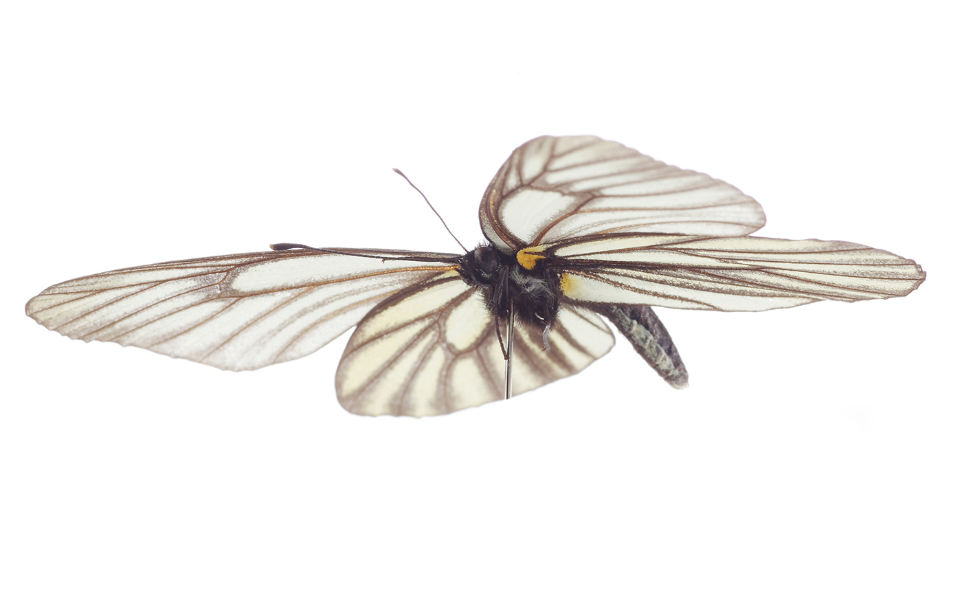 ミヤマシロチョウ | 【標本ナビ】多様性生物希少標本ネットワーク