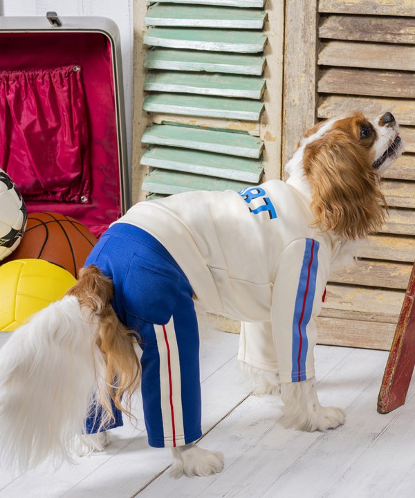 40％OFF】【as know as de wan】N START☆PT ドッグウェア