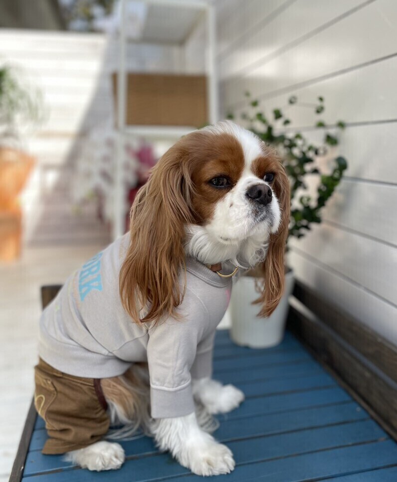 as know as dewan アズノゥアズデワン NベルトリボンストラPT 【公式通販】