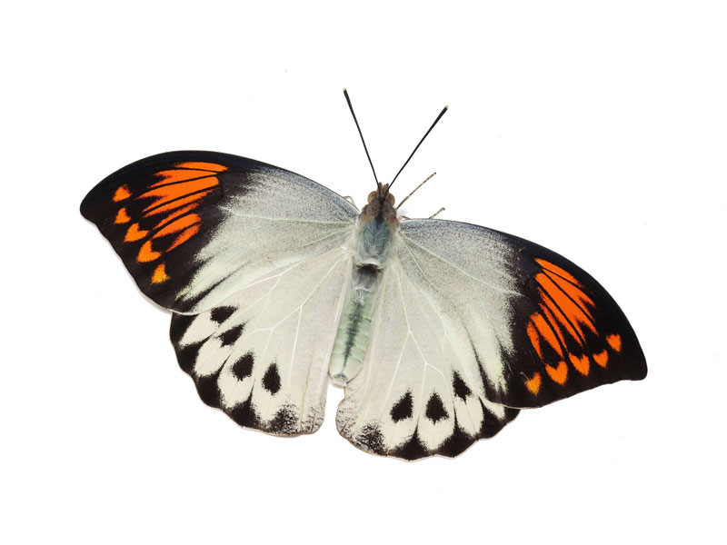 ツマベニチョウ