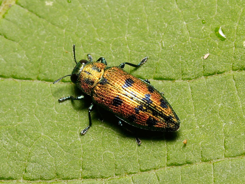 マスダクロホシタマムシ