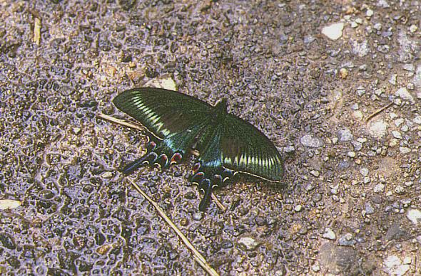 ミヤマカラスアゲハ