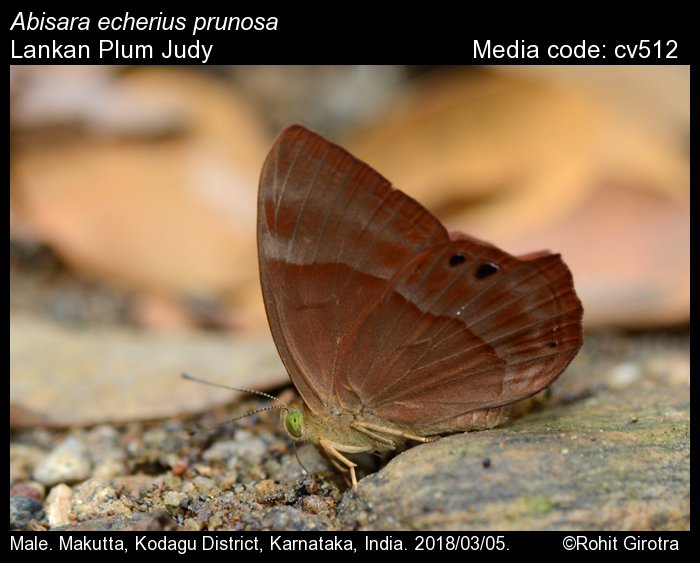 標本 Peru Morpho teseus juturia 122mm MORPHO THESEUS JUTURNA