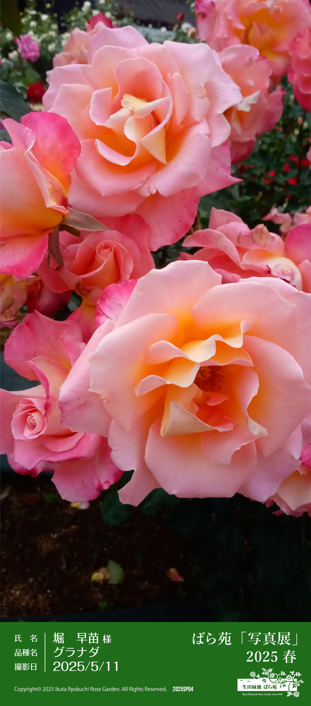 ばら苑「写真展」