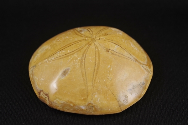 珪化木 花巻市 木目クッキリ❗️ 貴重‼️