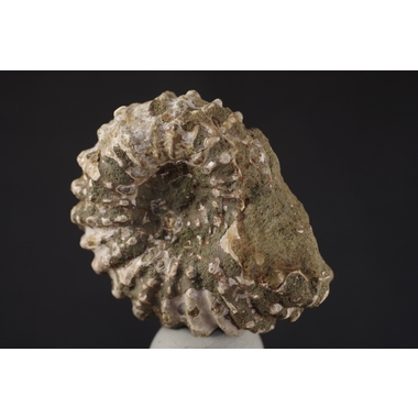 モロッコ産アンモナイト化石 155g 天然石販売 名取貴石 天然石原石