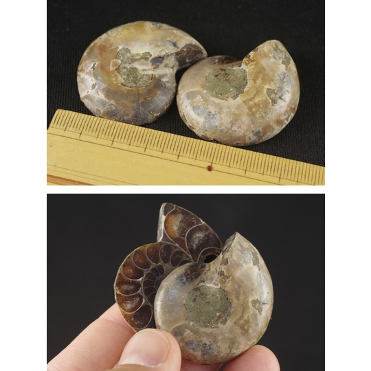 ペアアンモナイト化石 天然石販売 名取貴石 天然石原石鉱物結晶